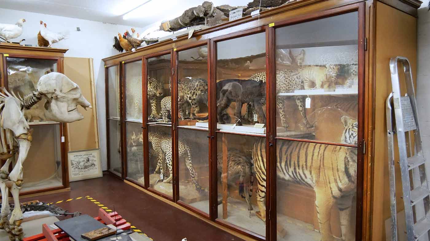 Natural History Museum of Denmark — image 5